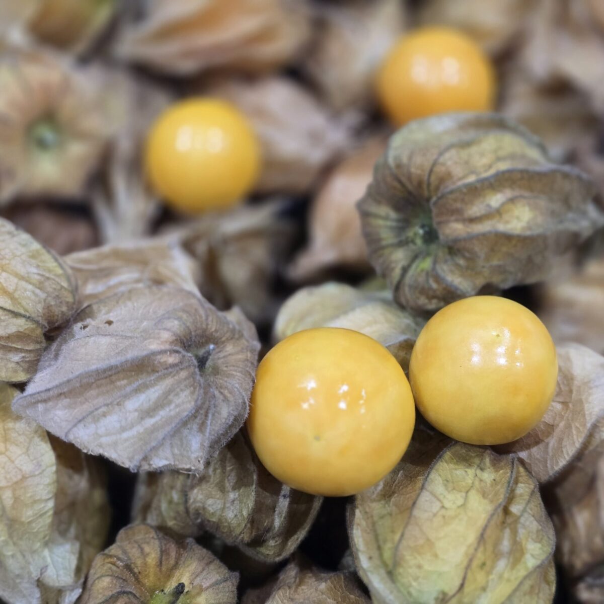 Uchuvas con cascara