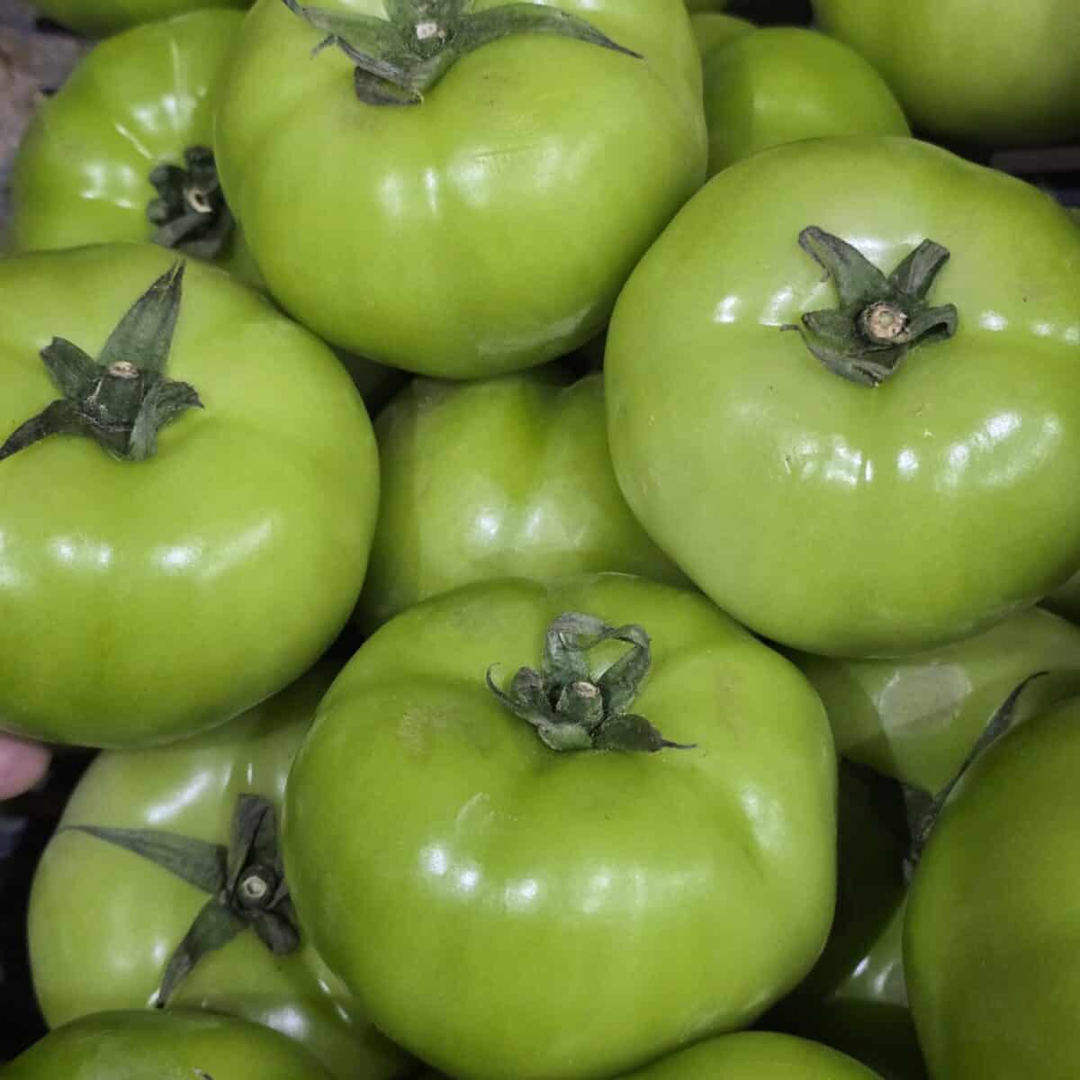 Tomate milano verde