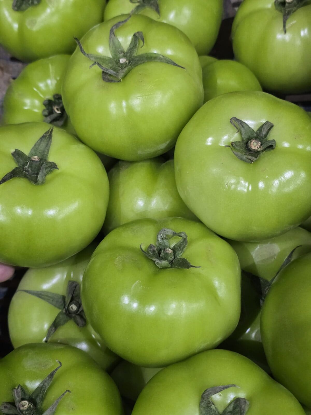 Tomate milano verde
