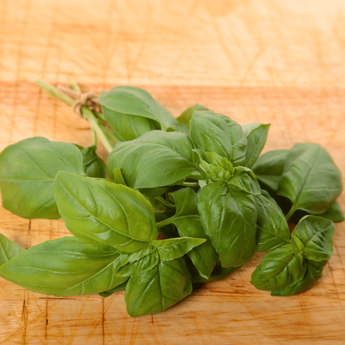 Albahaca