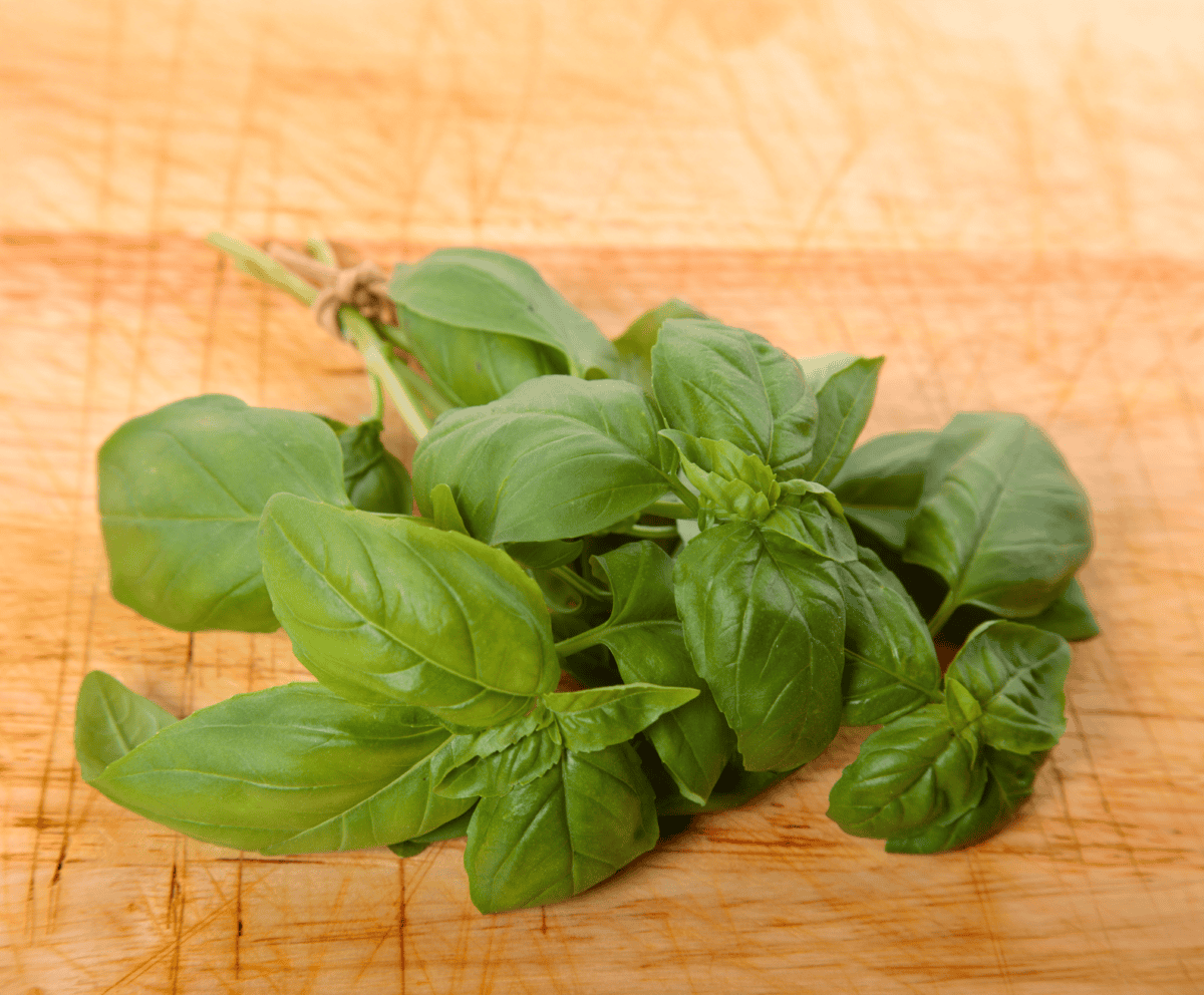 Albahaca