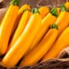 Zukini amarillo