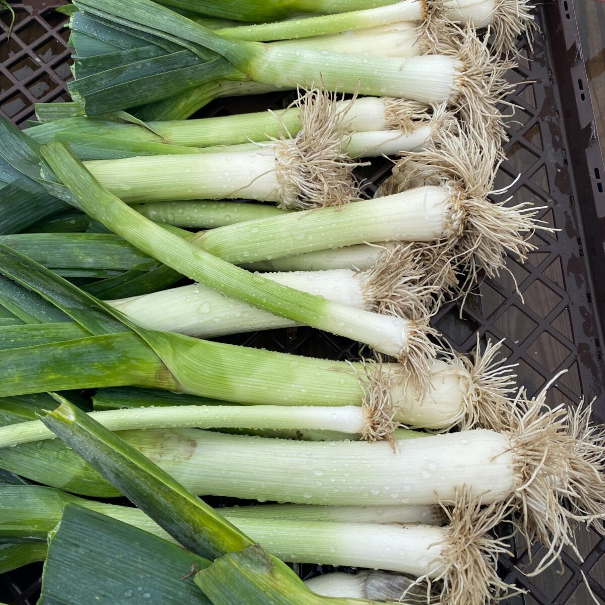 Cebolla puerro
