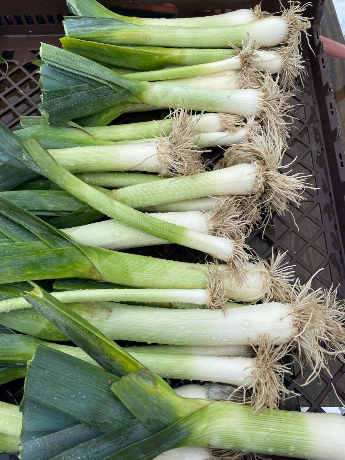 Cebolla puerro