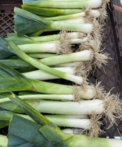 Cebolla puerro