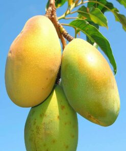 Mango verde