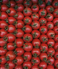 Tomate cherry