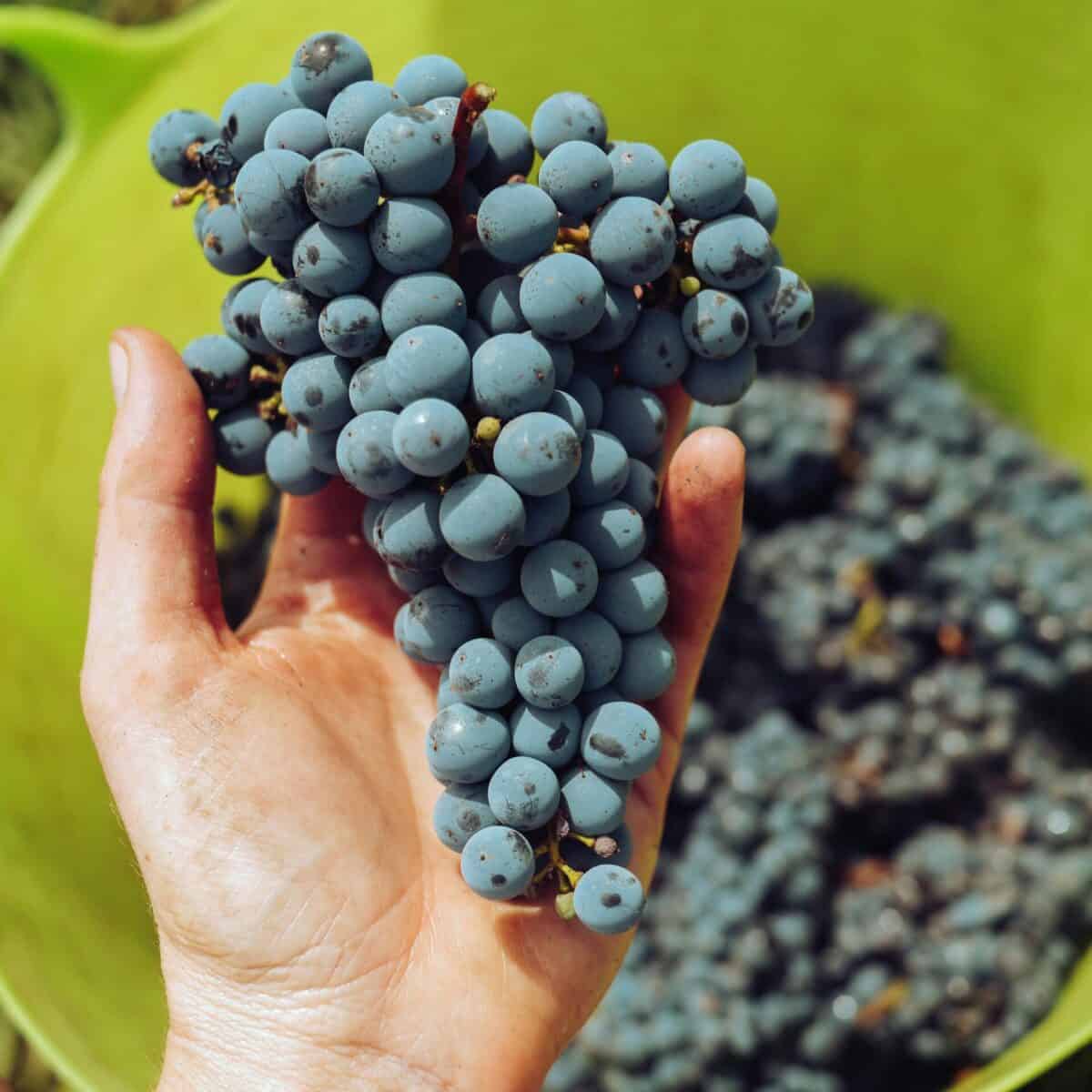 Uva negra isabella