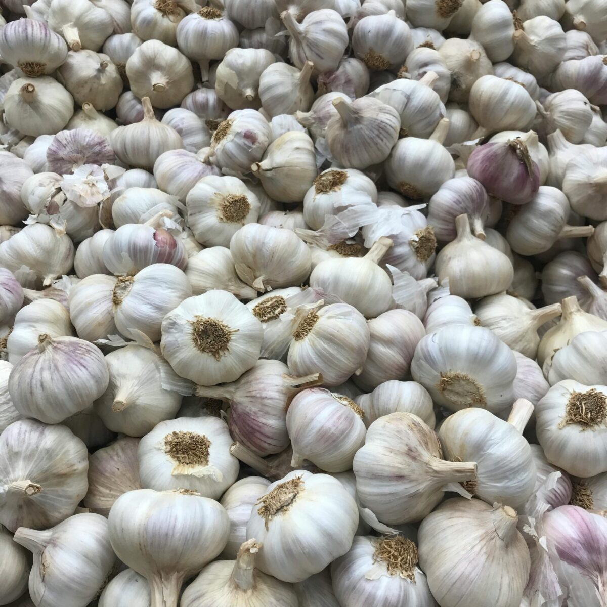 Ajo