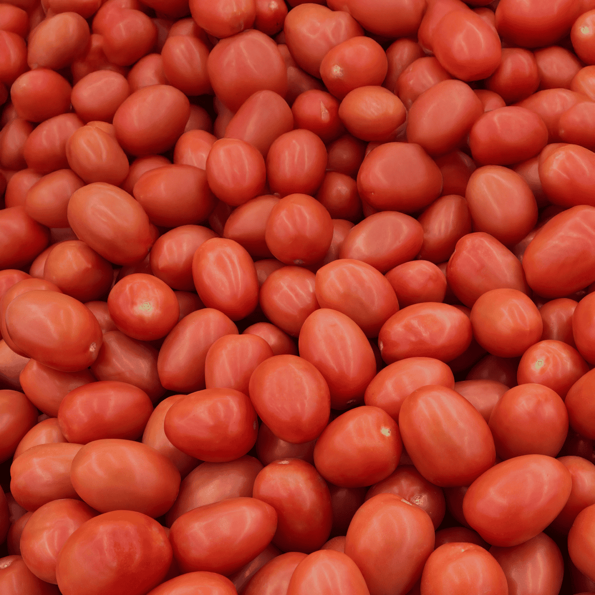 Tomate cherry uvalina