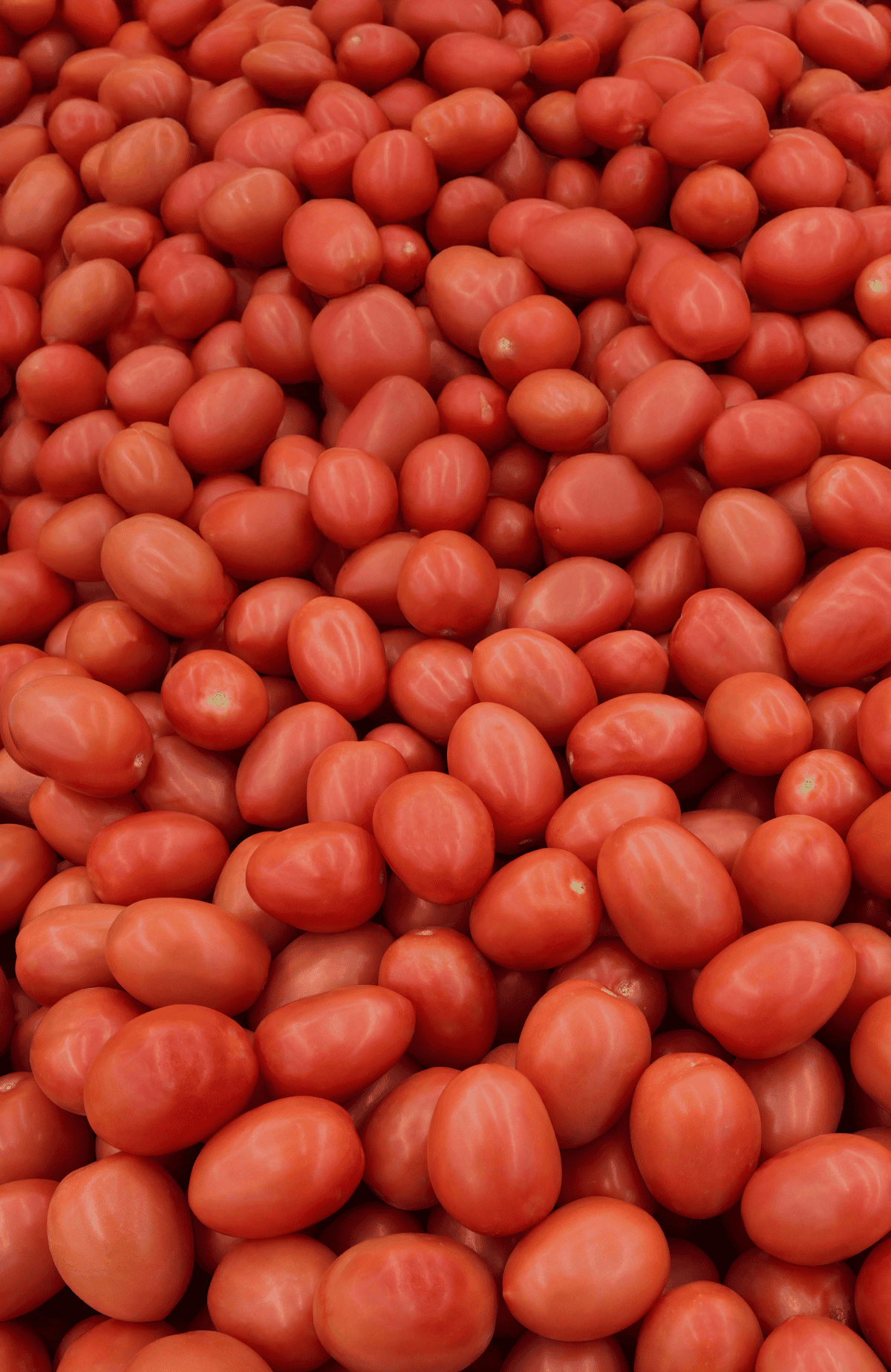 Tomate cherry uvalina