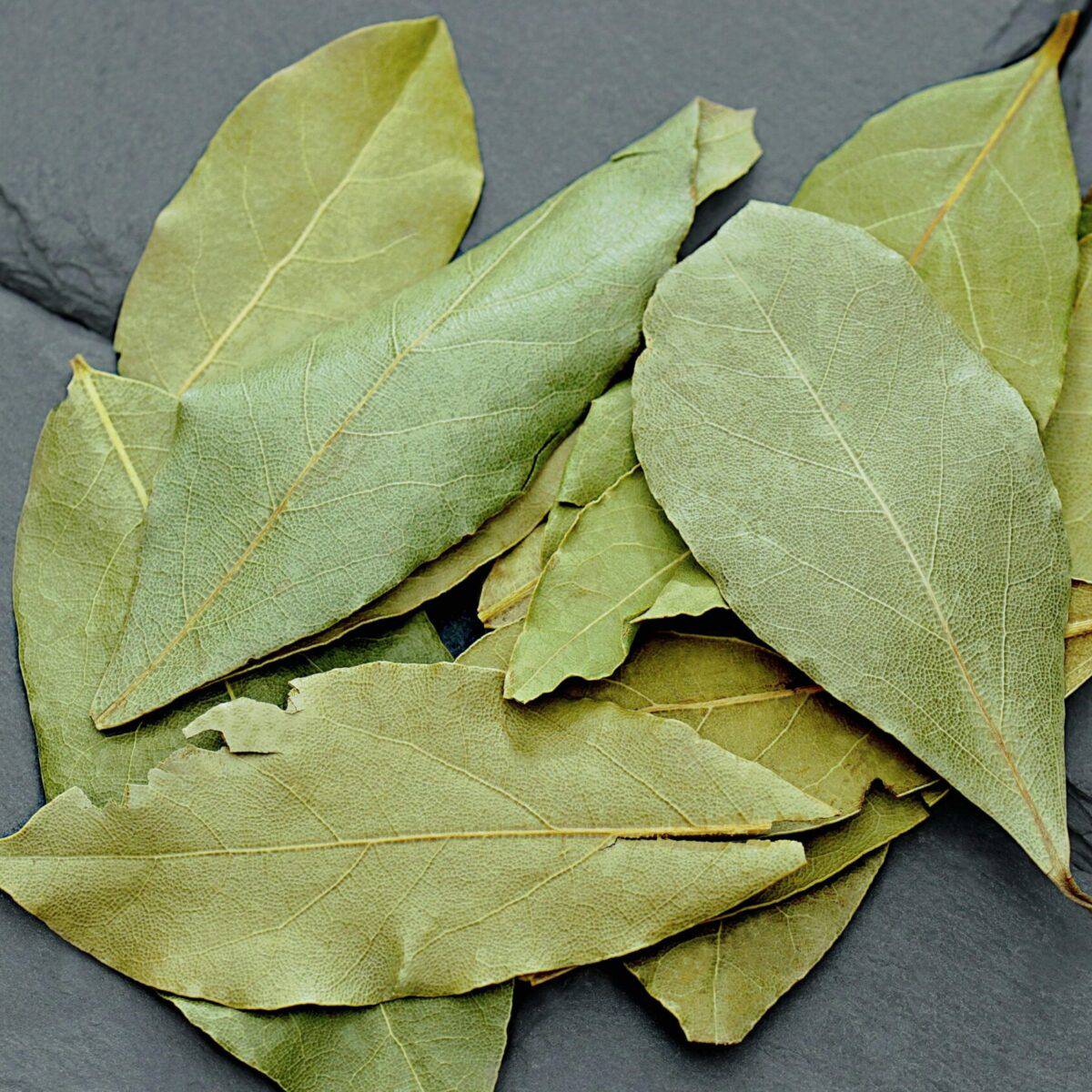 Laurel
