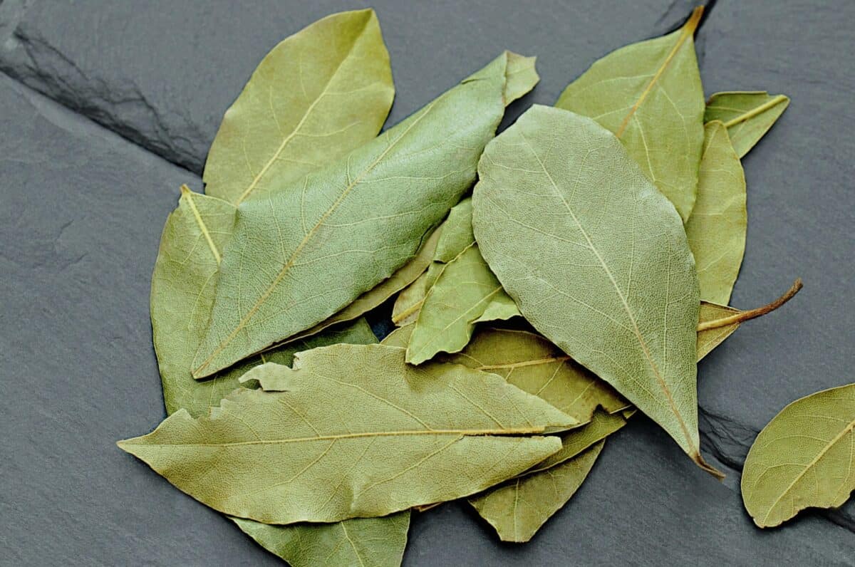 Laurel