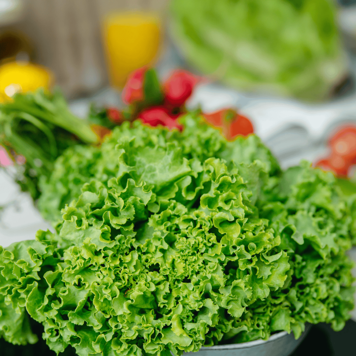 Lechuga crespa verde