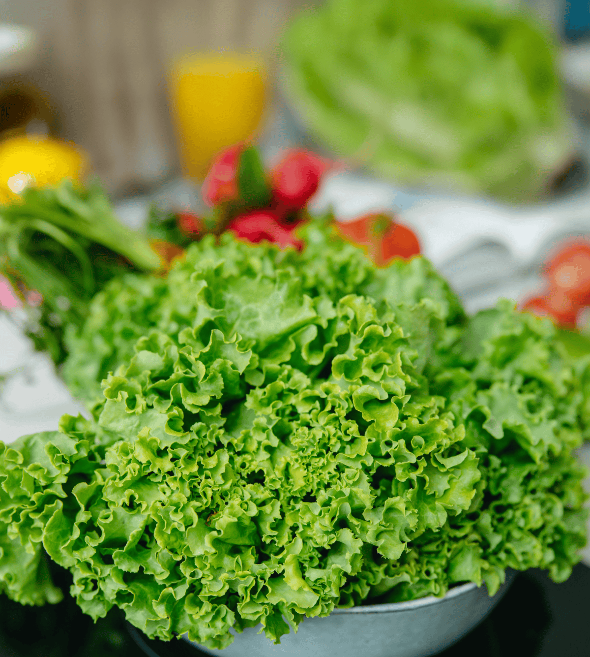 Lechuga crespa verde