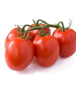 Tomate chonto