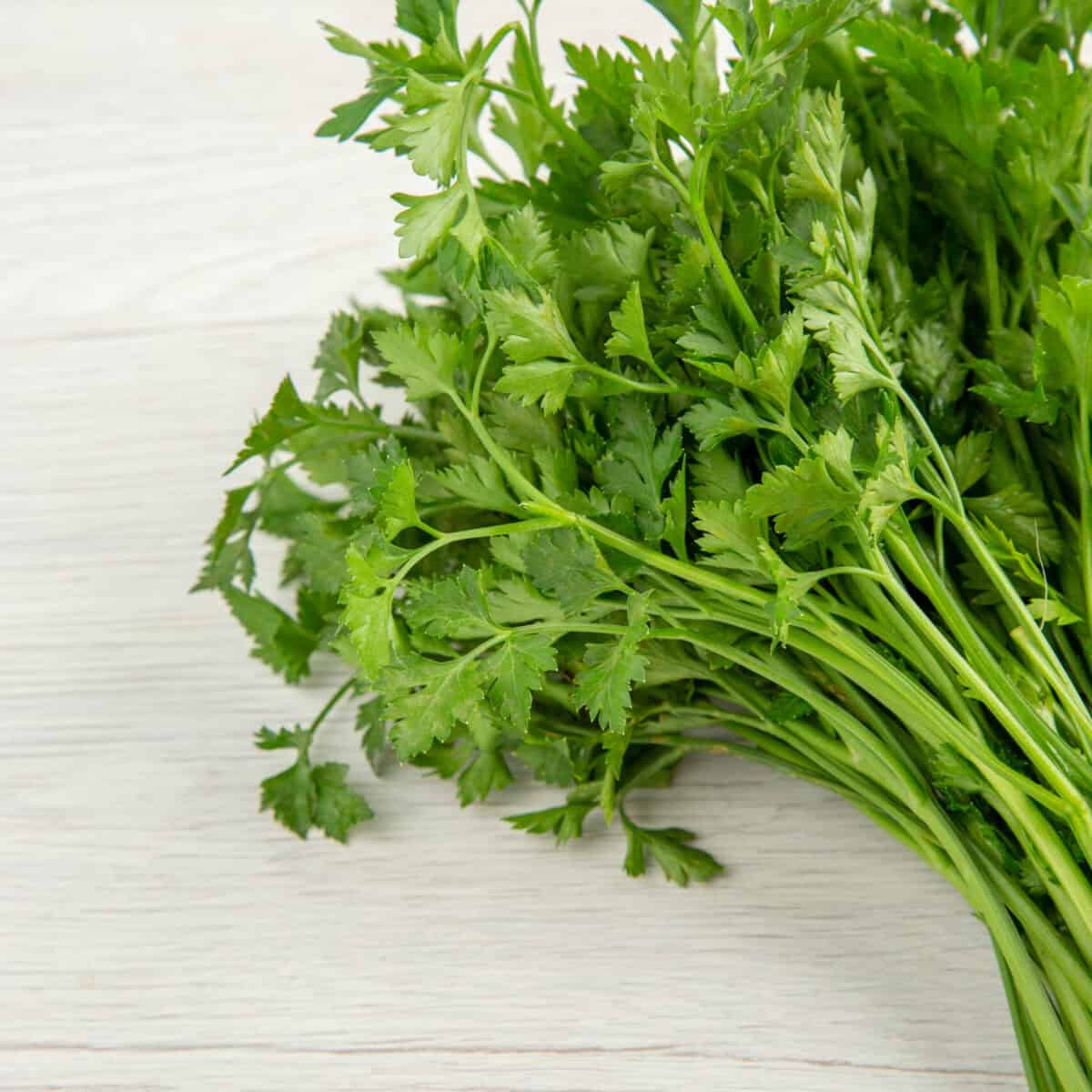 Cilantro completo