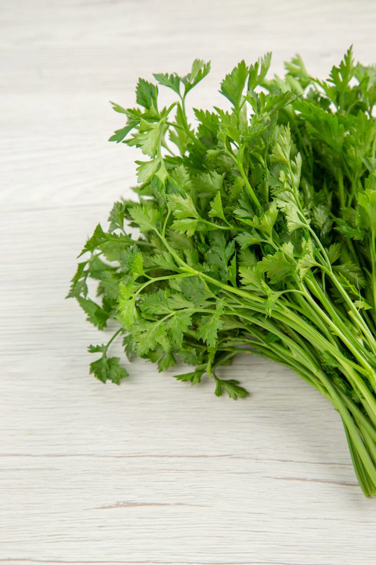 Cilantro completo